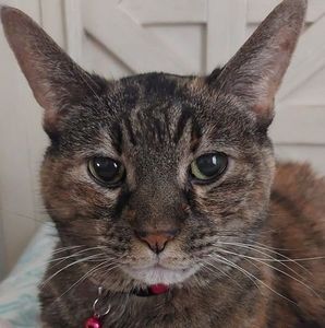 Meet your Posher, Connie